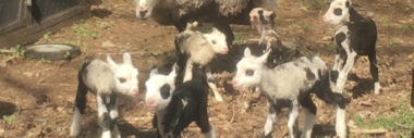 Finnsheep Lambs are so cute!